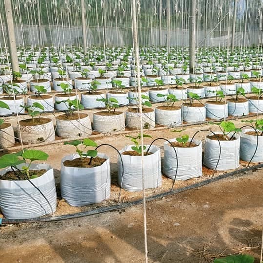 Đầu tưới cây nhỏ giọt mũi tên Arrow Dripper 2