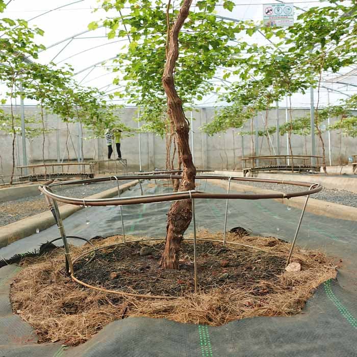 DÂY NHỎ GIỌT KHÔNG BÙ ÁP MICRODRIP